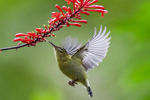 Chine : des oiseaux et des fleurs &agrave; Fuzhou