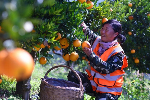 Chine : r&eacute;colte d'oranges navels &agrave; Zigui