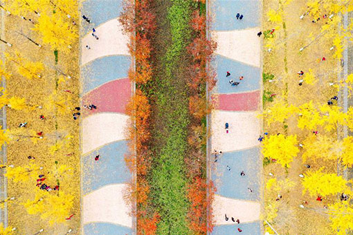 Chine: paysage de ginkgos