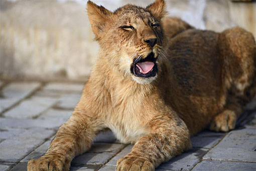 Chine: des b&eacute;b&eacute;s lions d'Afrique &eacute;lev&eacute;s sur le plateau Qinghai-Tibet
