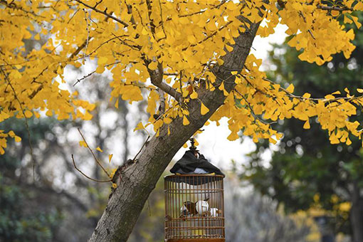 Paysages de d&eacute;but d'hiver dans l'est de la Chine