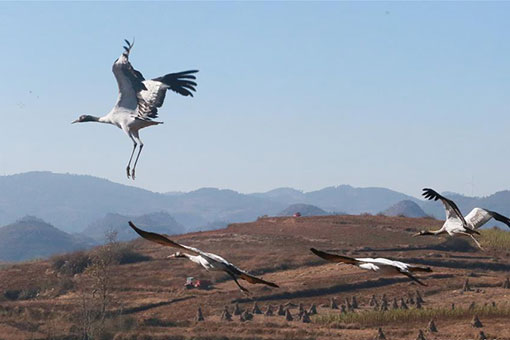 Chine: Des grues &agrave; cou noir dans la r&eacute;serve naturelle nationale de Caohai