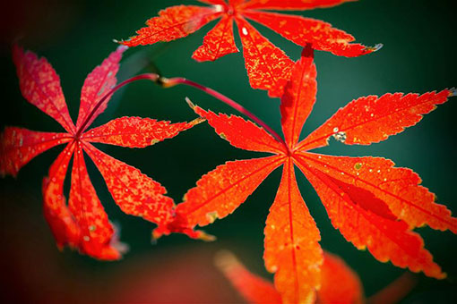 Chine: des feuilles d'&eacute;rable &agrave; Nanjing