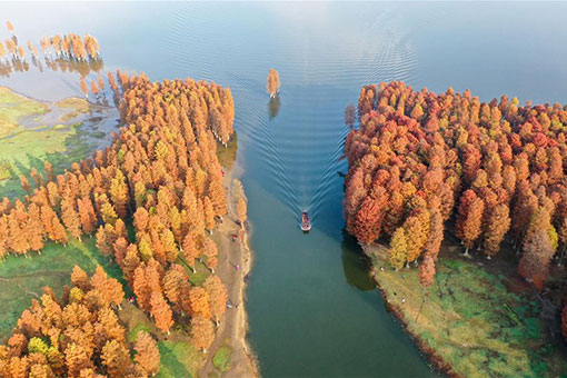 Chine: paysage d'une for&ecirc;t dans l'est