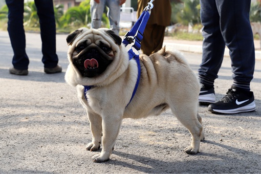 Pakistan: une exposition de chiens à Islamabad