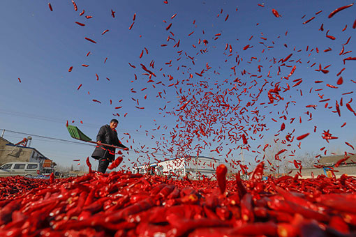 Chine: séchage de piments dans un village au Hebei