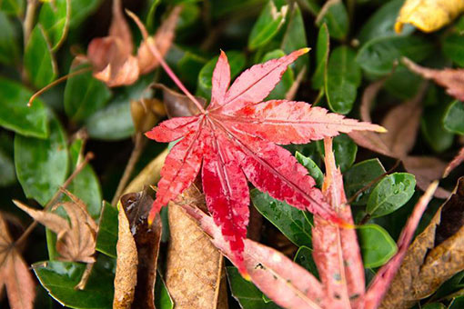 Chine : feuilles d'&eacute;rable &agrave; Yichang