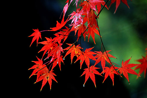 Paysages de feuilles d'&eacute;rable dans l'est de la Chine