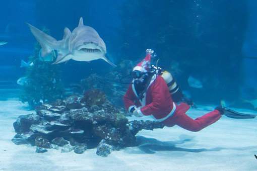 Hongrie : un p&egrave;re No&euml;l plongeur &agrave; Budapest