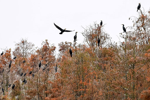 Des cypr&egrave;s des &eacute;tangs et des oiseaux dans un parc national dans l'est de la Chine