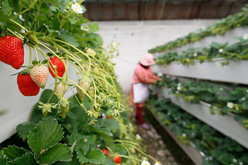 Chine : culture de fraises sous serre à Qingdao