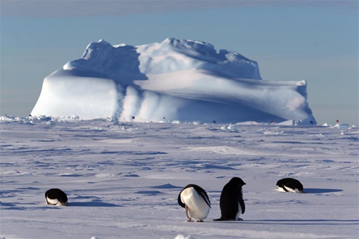 Antarctique : des manchots près du brise-glace chinois Xuelong
