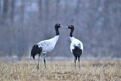 Des grues &agrave; cou noir au Tibet