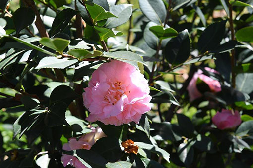 Chine: fleurs &eacute;panouies &agrave; Kunming