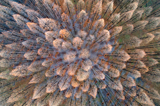 Paysage d'une for&ecirc;t dans l'est de la Chine