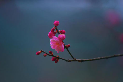 Fleurs de prunier dans le centre de la Chine