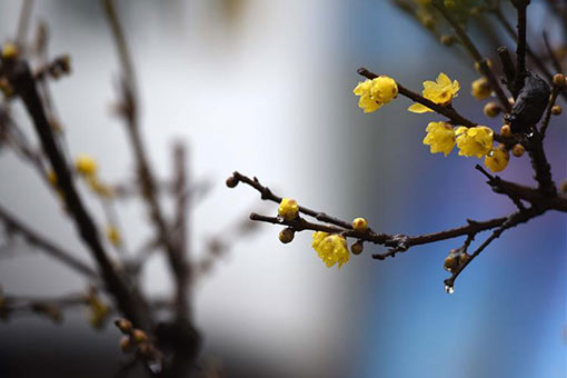 Fleurs de prunier dans l'est de la Chine