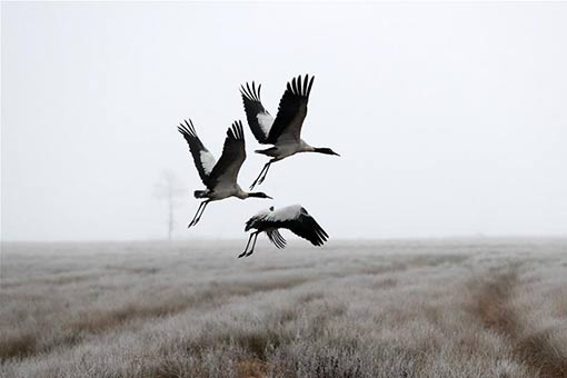 Des grues &agrave; cou noir passent l'hiver dans le sud-ouest de la Chine