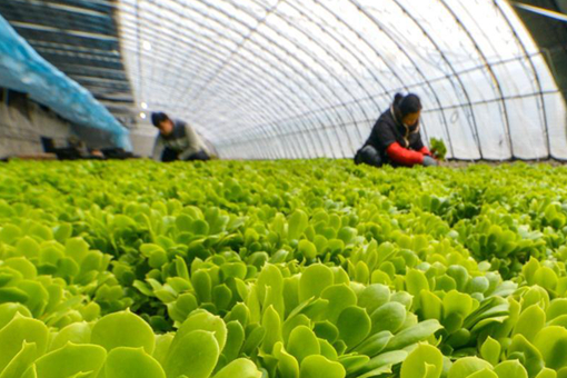 Culture des plantes succulentes dans nord de la Chine
