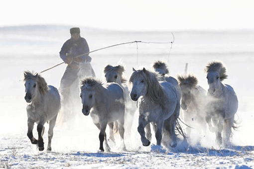Des gardiens de troupeaux dressent des chevaux dans le nord de la Chine
