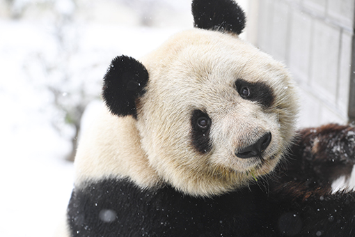 Un panda g&eacute;ant s'amuse dans la neige dans l'est de la Chine