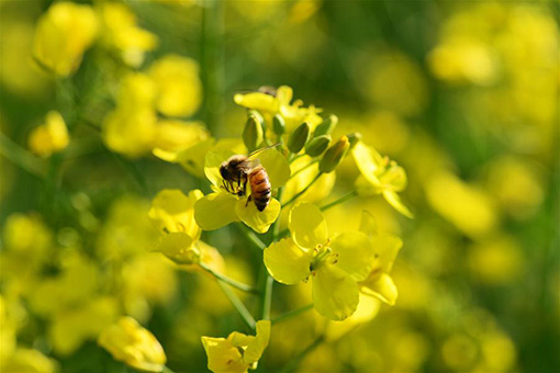 Chine : champs de colza en fleur au Yunnan