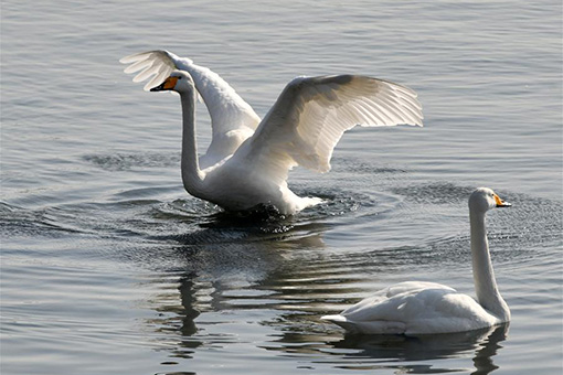 Des cygnes passent l'hiver au Shandong