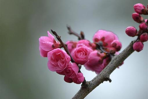 Fleurs de prunier dans le centre de la Chine