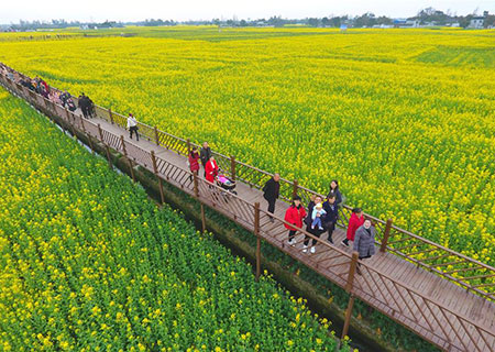 Chine : champs de colza en fleurs au Sichuan