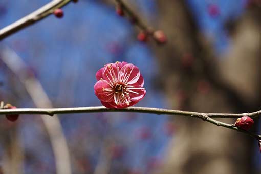 Chine : fleurs épanouies au début du printemps à Beijing