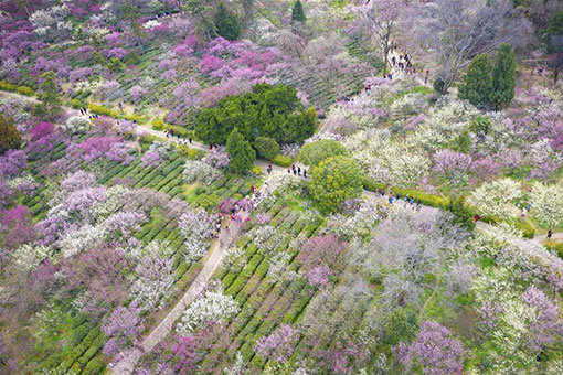 Chine : paysage printanier à Nanjing