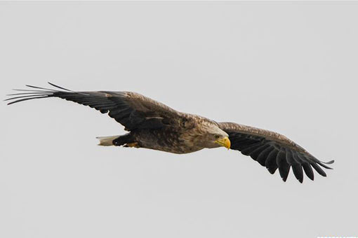 Des oiseaux migrateurs dans le nord-est de la Chine