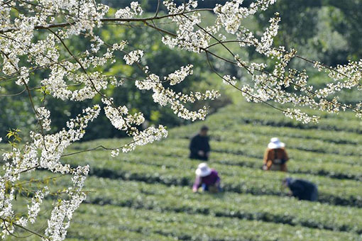 Travaux agricoles au début du printemps