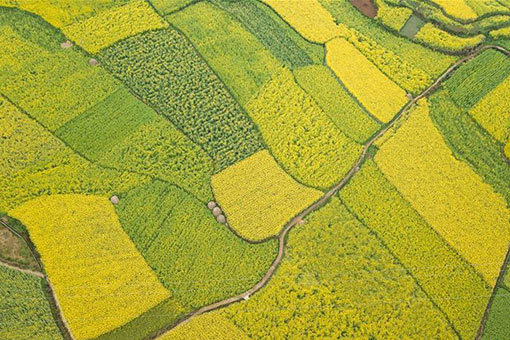 Chine: champs de fleurs de colza au Guizhou