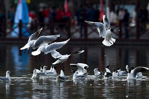Chine: mouettes rieuses &agrave; Yinchuan