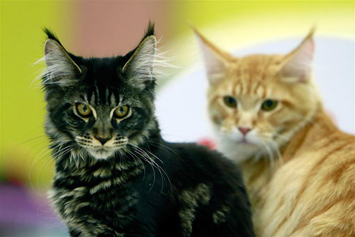 Exposition féline internationale à Bucarest