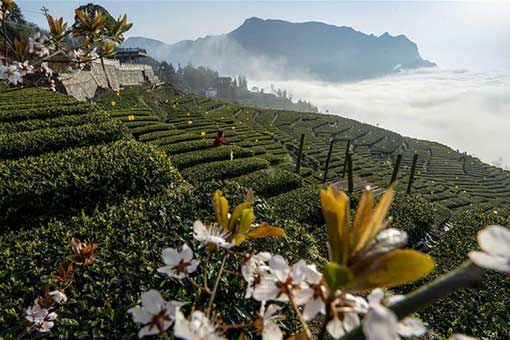 La cueillette du th&eacute; au printemps