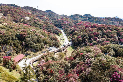 Guizhou: floraison des azal&eacute;es