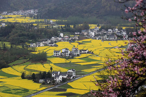 Champs de colza &agrave; travers la Chine