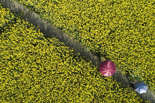 Fleurs &eacute;panouies en Chine