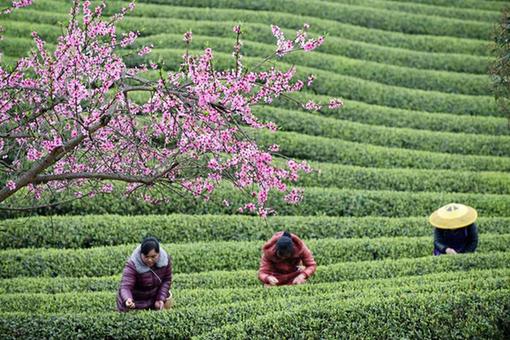 Cueillette de feuilles de th&eacute; au Guizhou