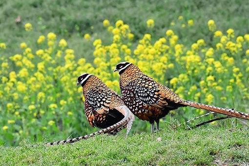 Chine : des faisans v&eacute;n&eacute;r&eacute;s dans le Hubei