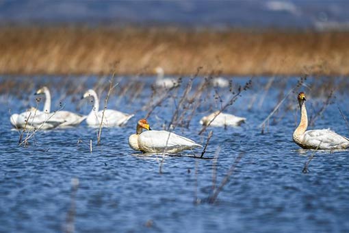 Des cygnes migrateurs dans le nord-est de la Chine