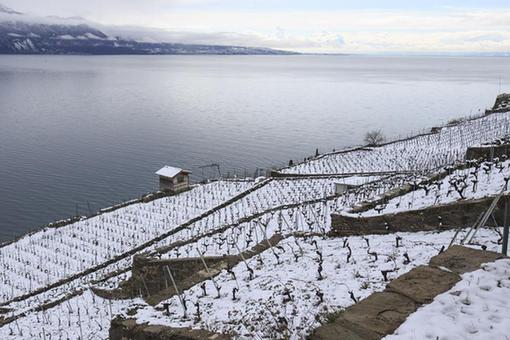 Suisse: vignobles enneig&eacute;s &agrave; Lavaux