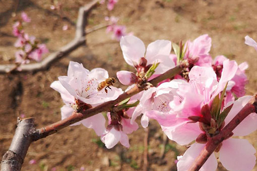 Photos : fleurs de p&ecirc;cher &agrave; Beijing
