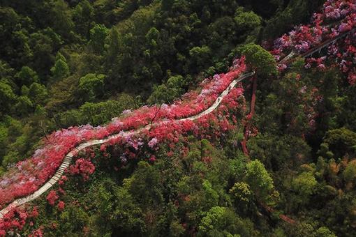 Azal&eacute;es en pleine floraison dans l'est de la Chine