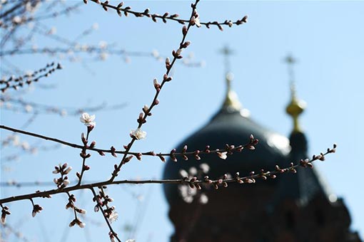 Chine : fleurs &eacute;panouies sur la place de la cath&eacute;drale Sainte-Sophie &agrave; Harbin