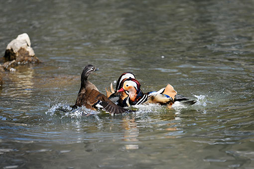 Chine: canards mandarins dans un parc &agrave; Harbin