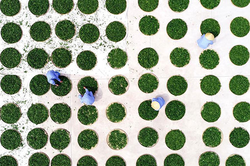 Paysages printaniers &agrave; travers la Chine