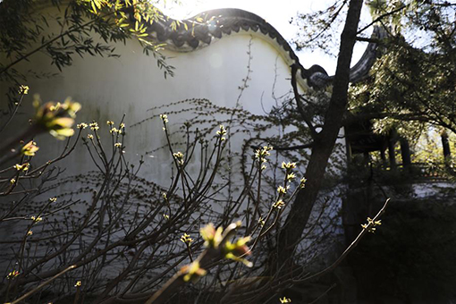 Paysage printanier du "Chinese Scholar's Garden" &agrave; New York